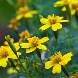 Citrontagetes <br>'Lemon Gem'<br><i>Tagetes tenuifolia </i>