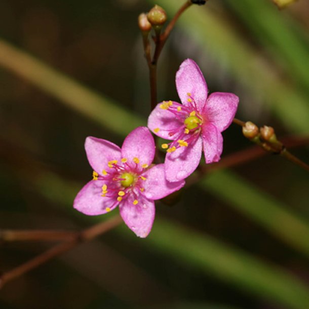 Jewels of Opar <br><i>Talinum paniculatum</i><br><br>