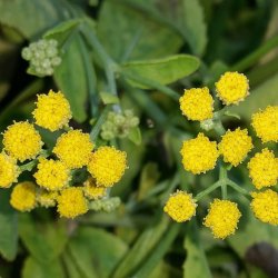 Balsam, <br>Bibelurt <br><i>Tanacetum balsamita </i>