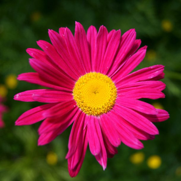 Rosenkrave <br>'Duro' <br><i>Tanacetum coccineum</i>