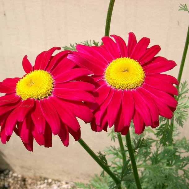 Rosenkrave <br>'Duro' <br><i>Tanacetum coccineum</i>