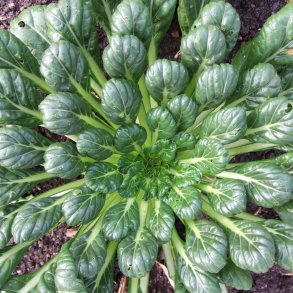 Tatsoi <br><i>Brassica rapa <br>var. rosularis</i>