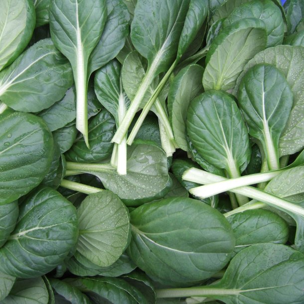 Tatsoi <br><i>Brassica rapa <br>var. rosularis</i>