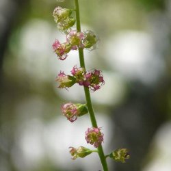 Biskophat <br><i>Tellima grandiflora</i><br><br>