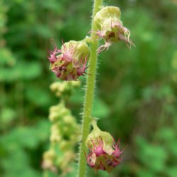 Biskophat <br><i>Tellima grandiflora</i><br><br>
