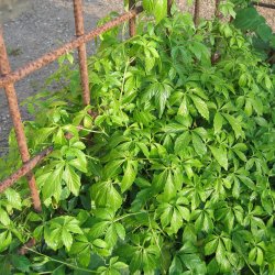 Teranke, Sd <br>Jiaogulan <br><i>Gynostemma pentaphyllum</i>