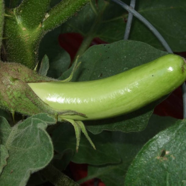 Aubergine <br>'Louisiana Long Green'<br> <i>Solanum melongena</i>