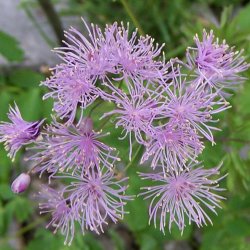 Akelejefrstjerne <br><i>Thalictrum aquilegifolium </i><br><br>