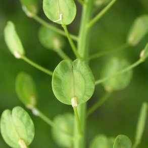 Pengeurt <br><i>Thlaspi arvense</i><br><br>