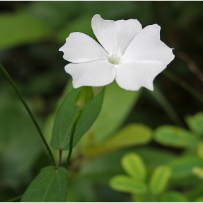 Thunbergia <br>'Sweet Clock Vine' <br><i>Thunbergia fragrans</i>