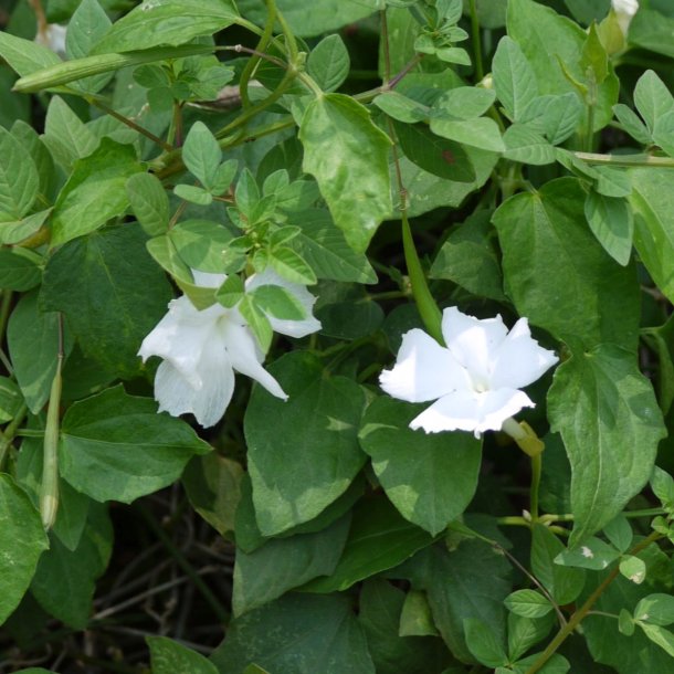 Thunbergia <br>'Sweet Clock Vine' <br><i>Thunbergia fragrans</i>