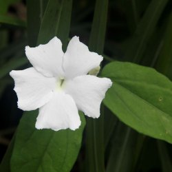 Thunbergia <br>'Sweet Clock Vine' <br><i>Thunbergia fragrans</i>