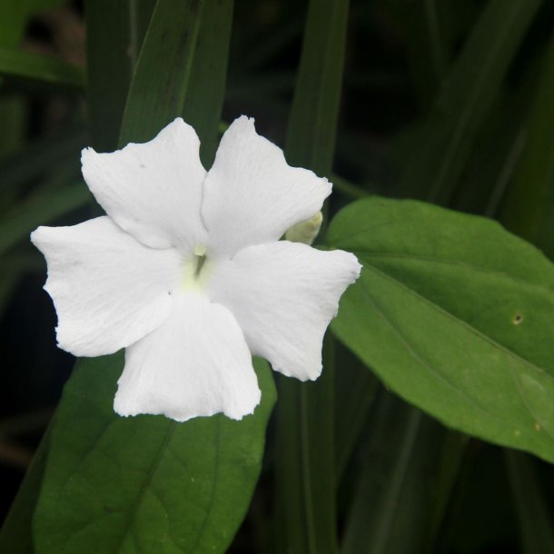Thunbergia <br>'Sweet Clock Vine' <br><i>Thunbergia fragrans</i>