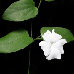 Thunbergia <br>'Sweet Clock Vine' <br><i>Thunbergia fragrans</i>