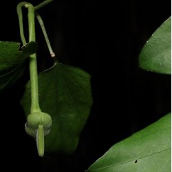 Thunbergia <br>'Sweet Clock Vine' <br><i>Thunbergia fragrans</i>