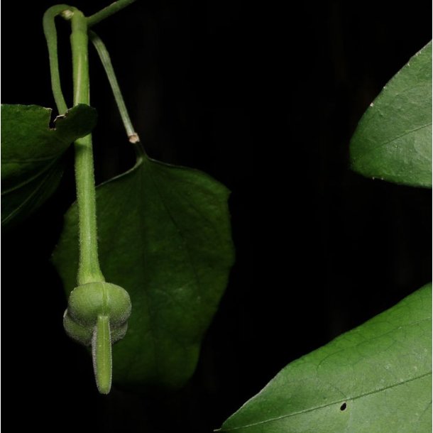 Thunbergia <br>'Sweet Clock Vine' <br><i>Thunbergia fragrans</i>