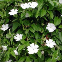 Thunbergia <br>'Sweet Clock Vine' <br><i>Thunbergia fragrans</i>