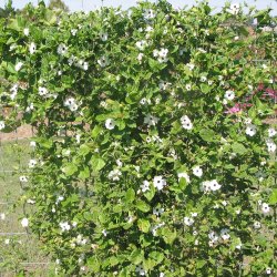 Susanne med <br>det sorte je <br>'White-Black Eye' <br><i>Thunbergia alata</i>