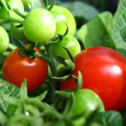 Tomat <br>'Tiny Tim'<br><i>Lycopersicon esculentum</i>