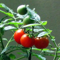 Tomat <br>'Tiny Tim'<br><i>Lycopersicon esculentum</i>