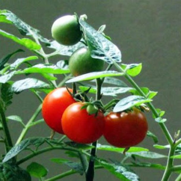 Tomat <br>'Tiny Tim'<br><i>Lycopersicon esculentum</i>