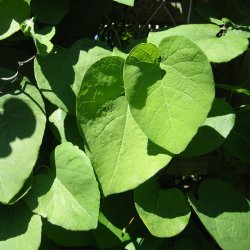 Tobakspibeplante <br><i>Aristolochia <br>macrophylla</i>