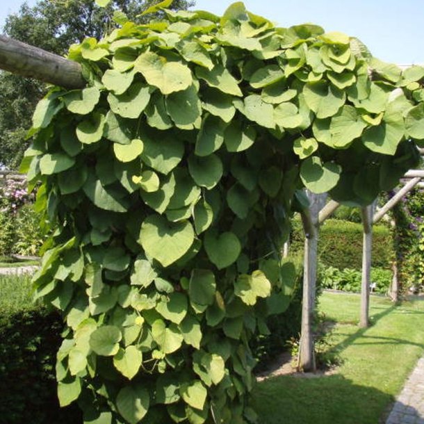 Tobakspibeplante <br><i>Aristolochia <br>macrophylla</i>