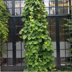 Tobakspibeplante <br><i>Aristolochia <br>macrophylla</i>