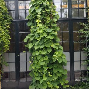 Tobakspibeplante <br><i>Aristolochia <br>macrophylla</i>