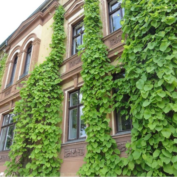 Tobakspibeplante <br><i>Aristolochia <br>macrophylla</i>
