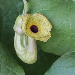 Tobakspibeplante <br><i>Aristolochia <br>macrophylla</i>