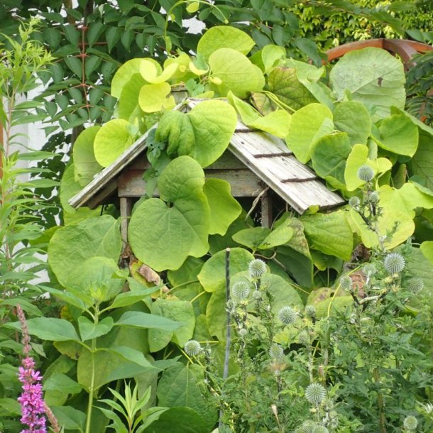 Tobakspibeplante <br><i>Aristolochia <br>macrophylla</i>