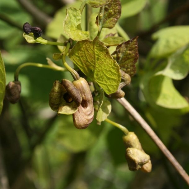 Tobakspibeplante <br><i>Aristolochia <br>macrophylla</i>