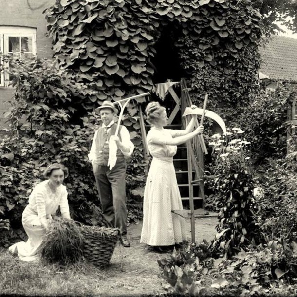 Tobakspibeplante <br><i>Aristolochia <br>macrophylla</i>
