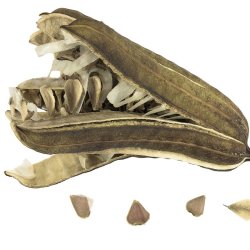 Tobakspibeplante <br><i>Aristolochia <br>macrophylla</i>