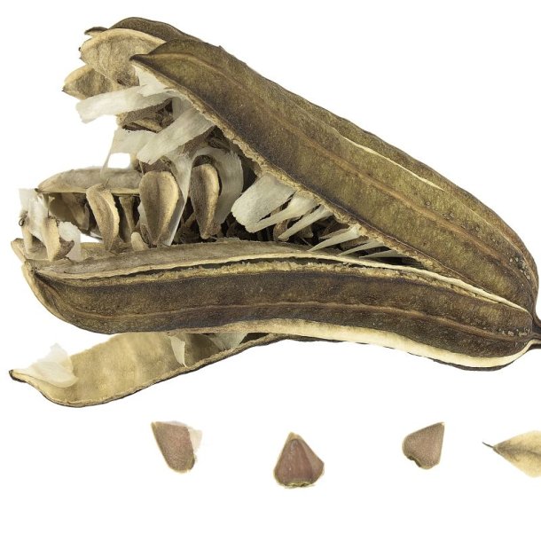 Tobakspibeplante <br><i>Aristolochia <br>macrophylla</i>