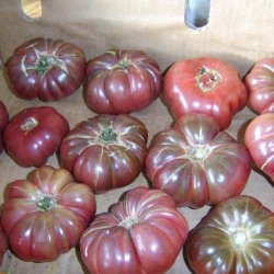 Tomat <br>'Purple Calabash' <br><i>Lycopersicon esculentum</i>