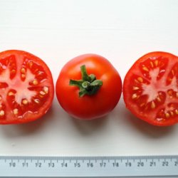 Tomat <br>'Dansk Export' <br><i>Lycopersicon esculentum</i>