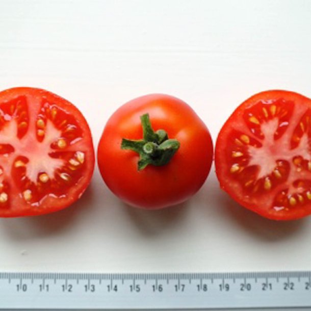 Tomat <br>'Dansk Export' <br><i>Lycopersicon esculentum</i>