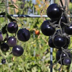 Tomat <br>'Indigo Rose'<br><i>Lycopersicon esculentum</i>
