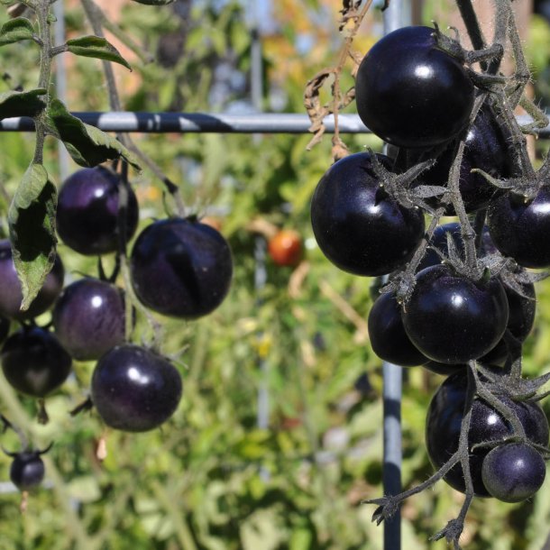 Tomat <br>'Indigo Rose'<br><i>Lycopersicon esculentum</i>