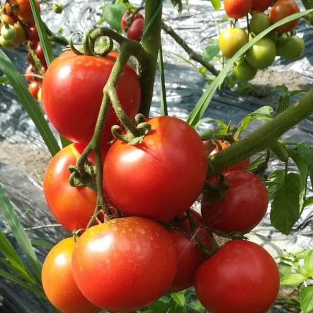 Tomat <br>'Raluca�<br><i>Lycopersicon esculentum</i>