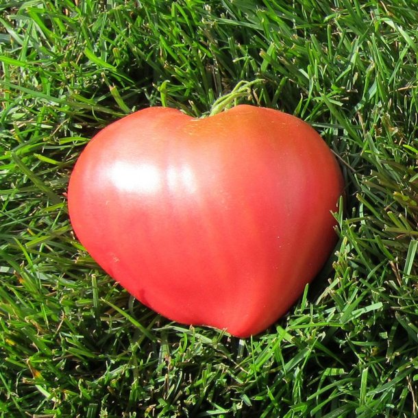 Tomat <br>'Sweetheart�<br><i>Lycopersicon esculentum</i>