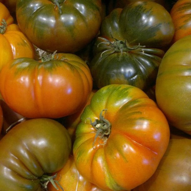 Tomat <br>RAF 'Delizia' F1 <br><i>Lycopersicon esculentum</i>