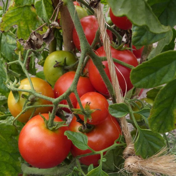 Tomat <br>'Sub Arctic Plenty' <br><i>Lycopersicon esculentum</i>
