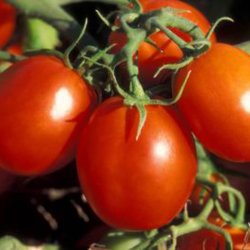Tomat <br>'Cal J' <br><i>Lycopersicon esculentum</i>