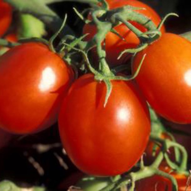 Tomat <br>'Cal J' <br><i>Lycopersicon esculentum</i>