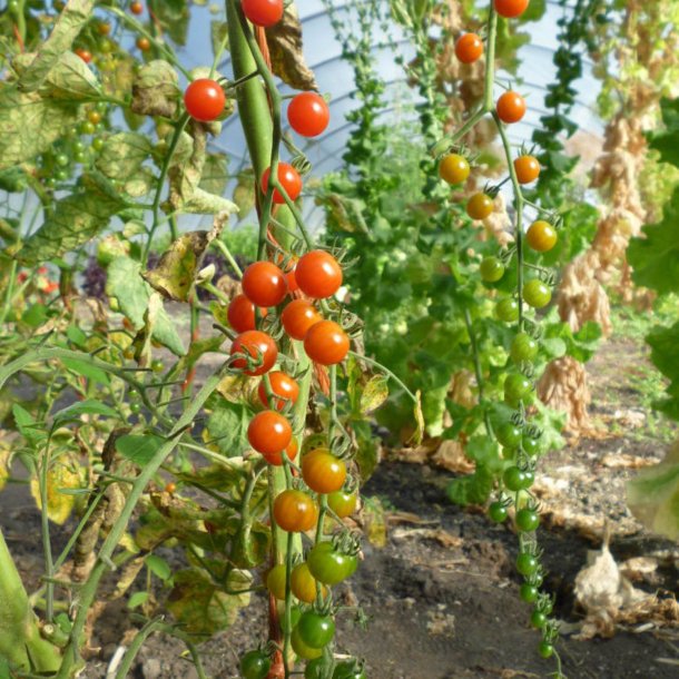 Tomat, Ribs-, <br>Vild tomat <br><i>Lycopersicon pimpinellifolium</i>