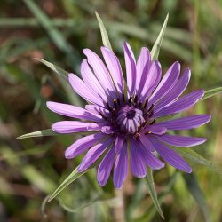 Havrerod<br>'Mammoth Sandwich Island'<br><i>Tragopogon porrifolius</i>  