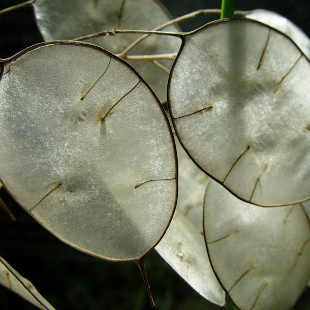 Judaspenge, <br>lyslilla <br><i>Lunaria annua</i>
